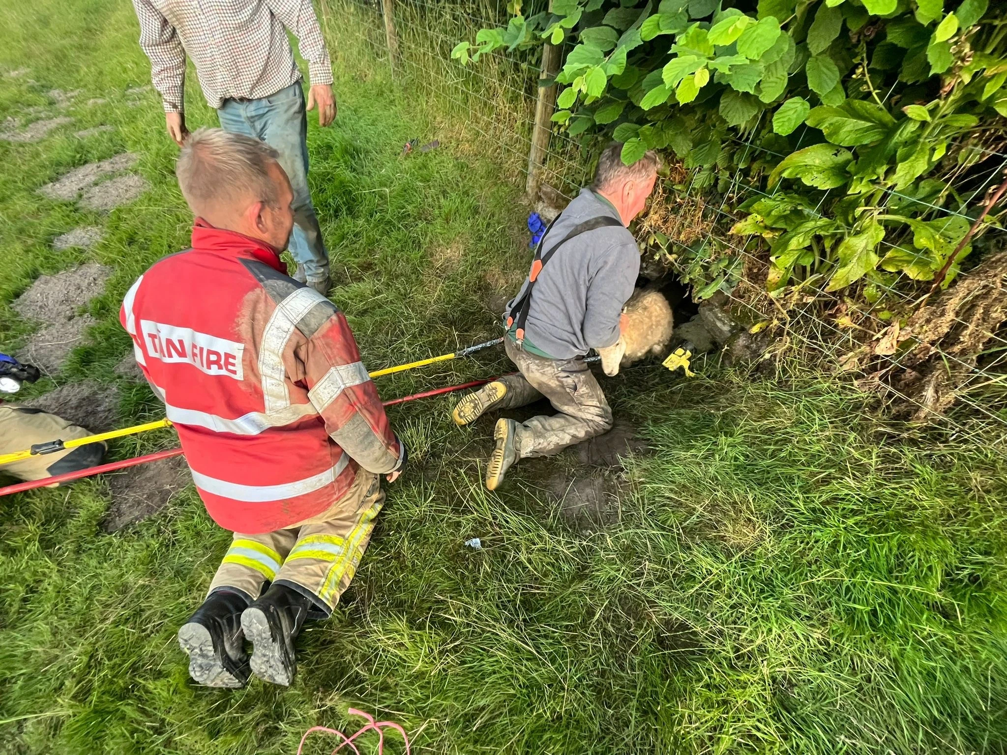 Llandovery Sheep Rescue 04