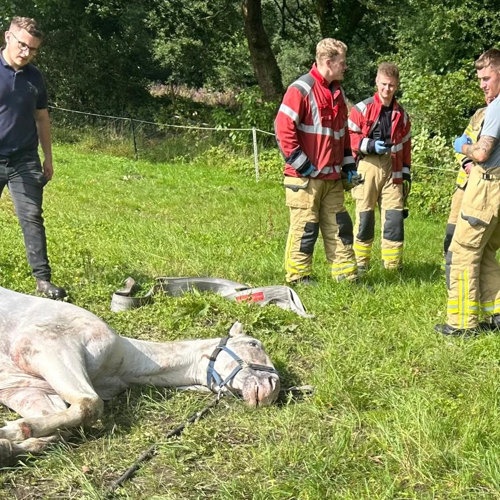 Horse Rescue 02