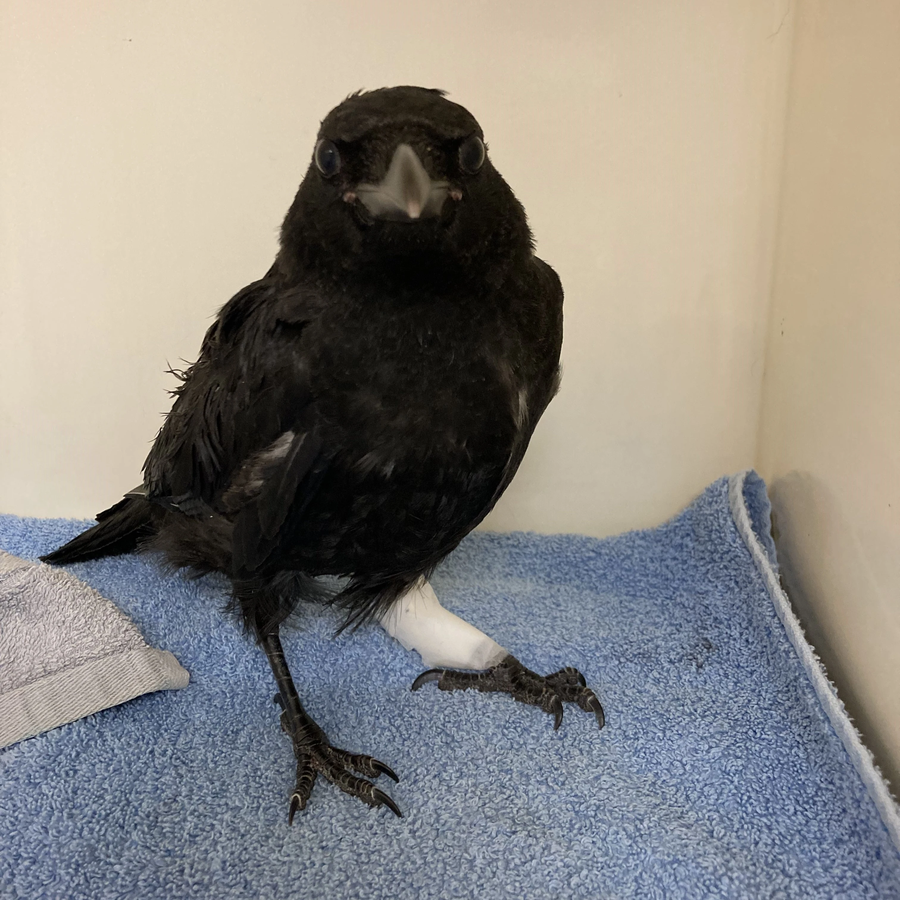 Crow Rescue 03