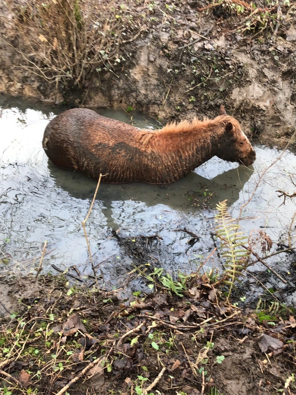 Haverfordwest Horse Rescue 01