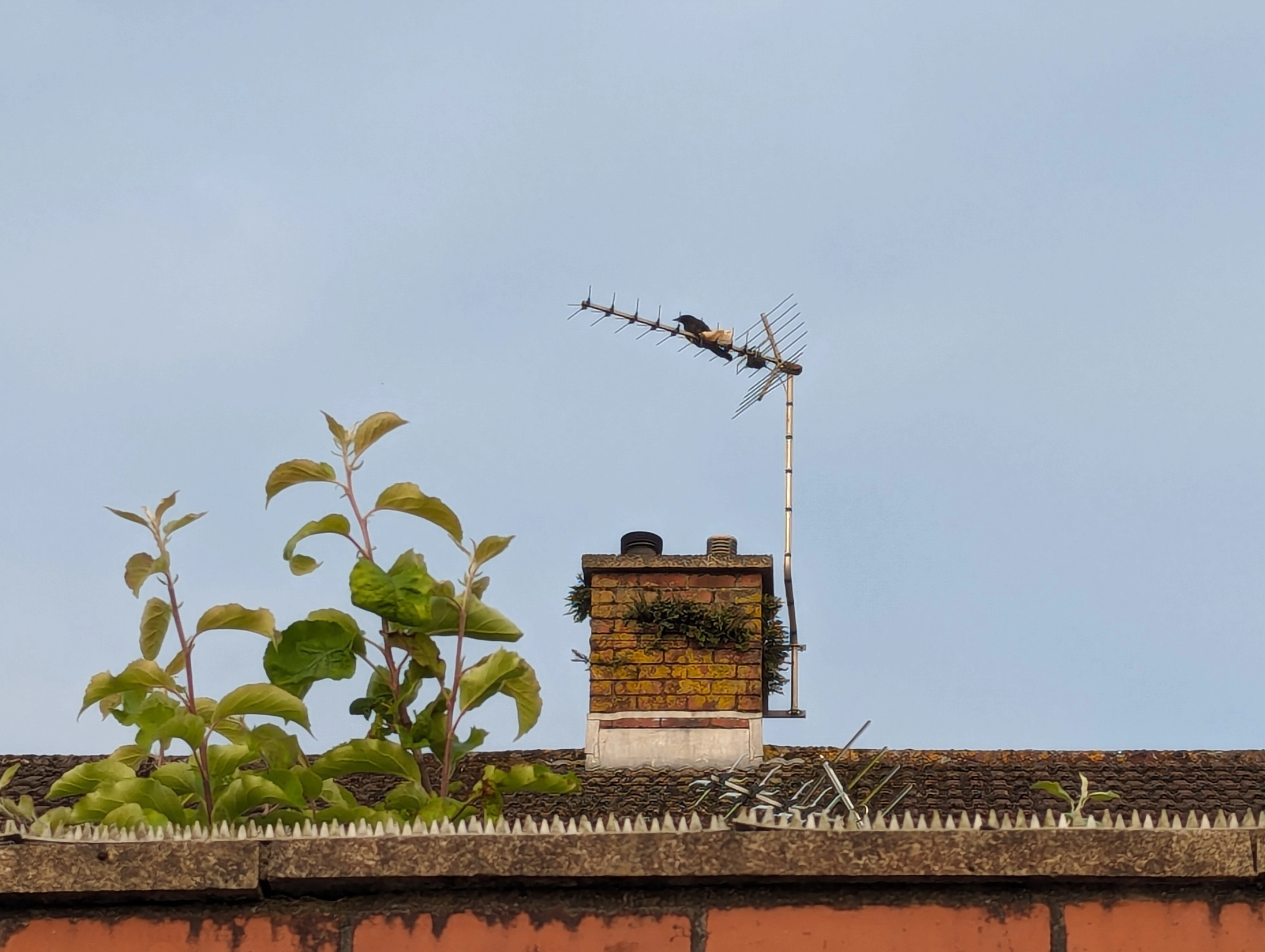 Crow Rescue 01