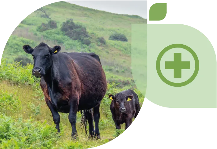 Farming Welshblack 3