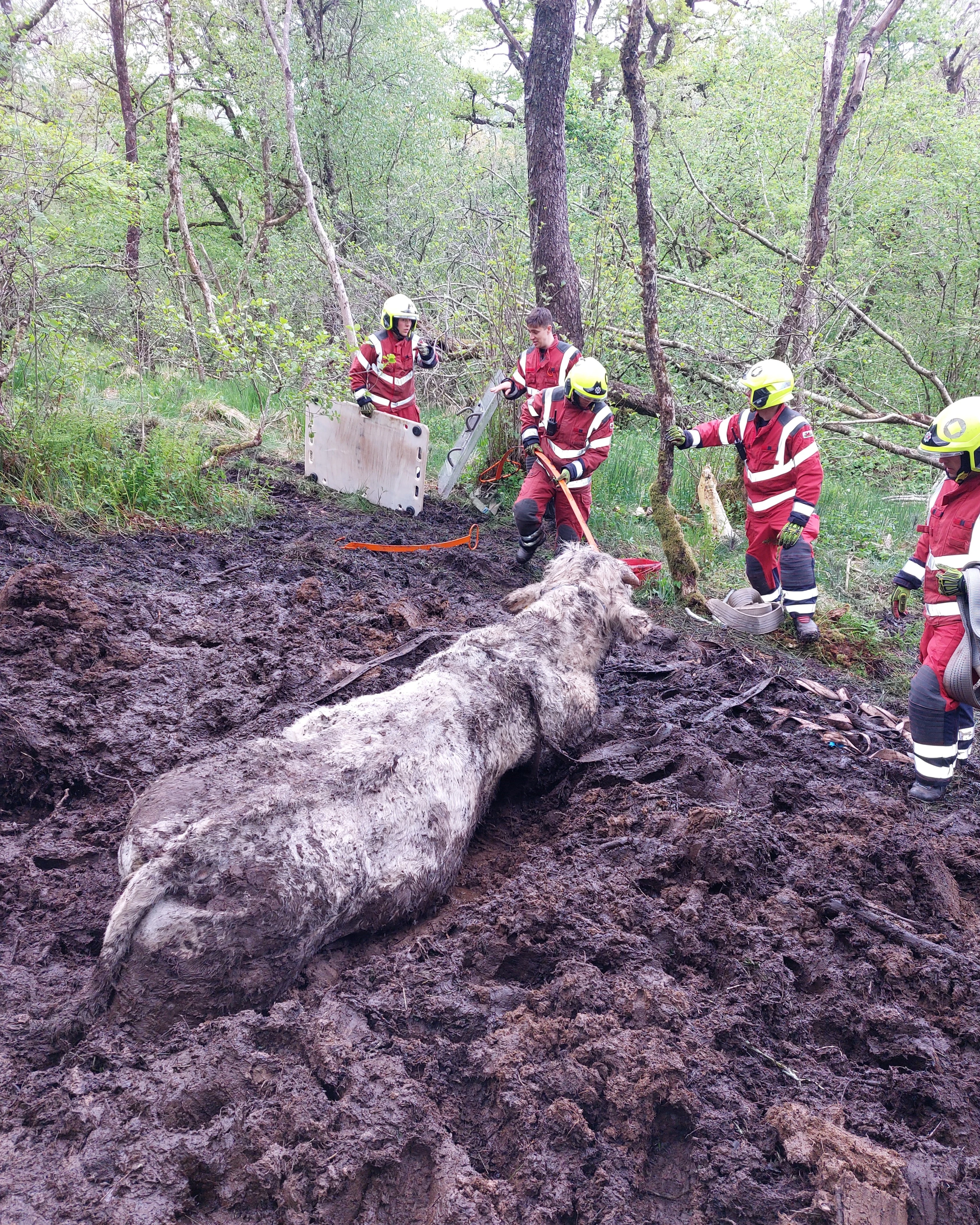 Bull Rescue 02 (1)