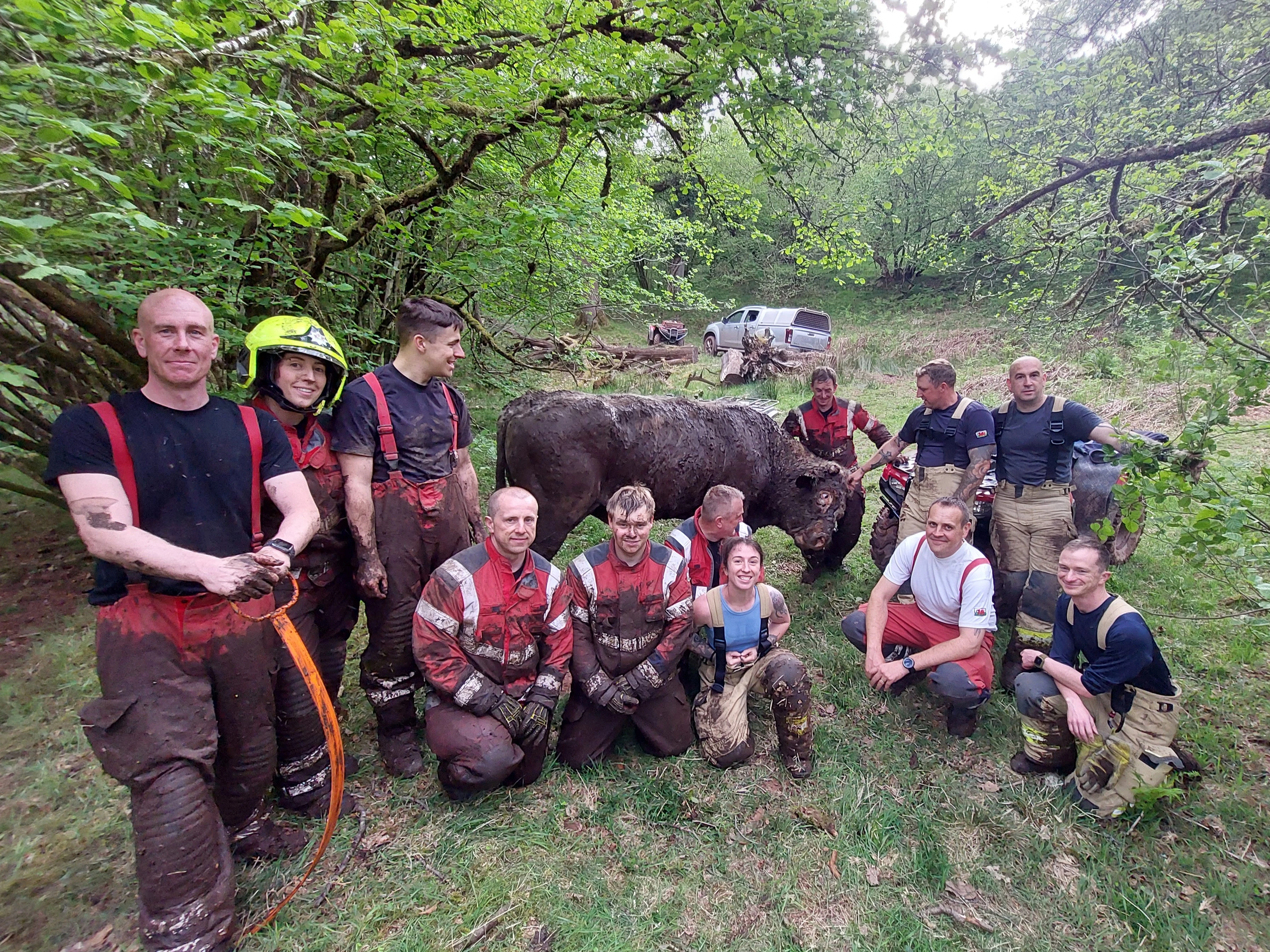 Bull Rescue 01