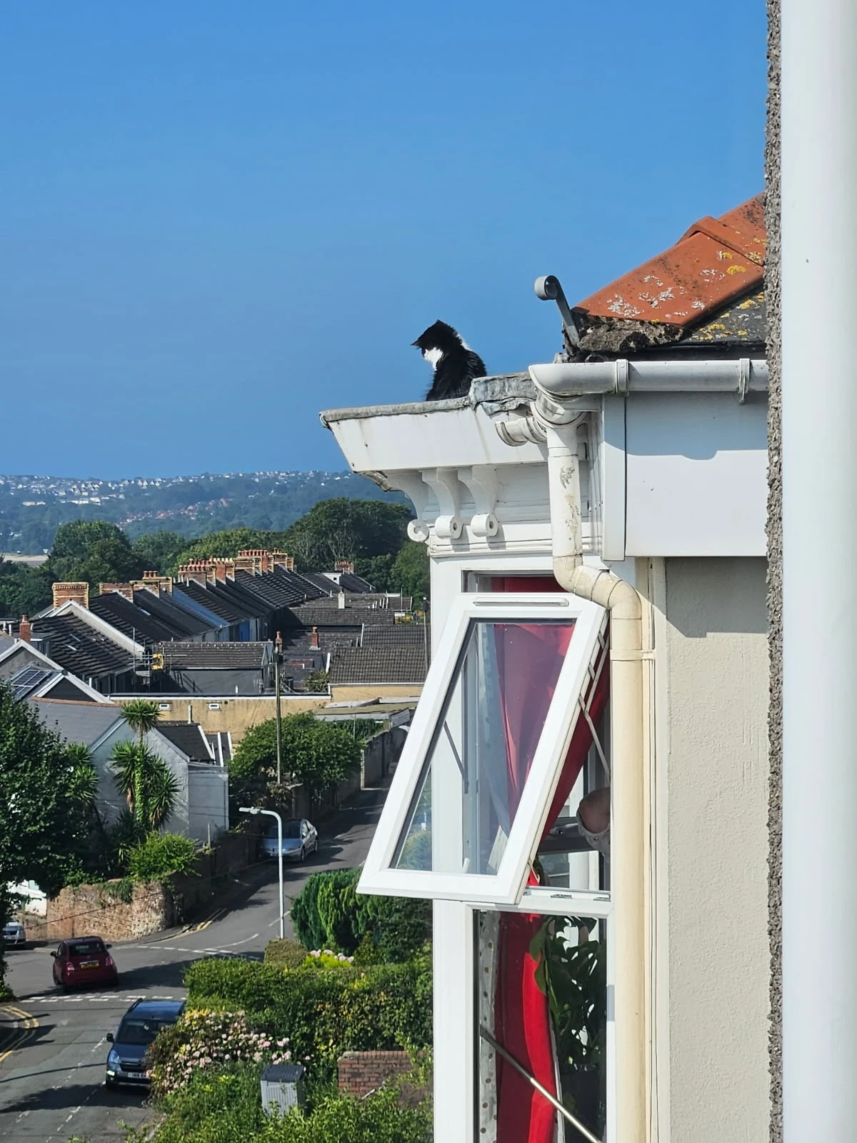 Brynmill Crescent Cat Rescue 03
