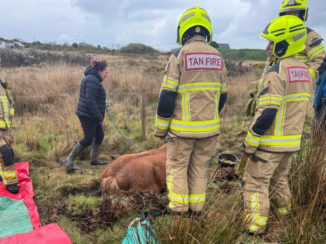 Caerfarchell Horse Rescue 01